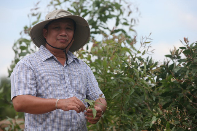 Vietnamese researchers work hard to conserve cajuput genes