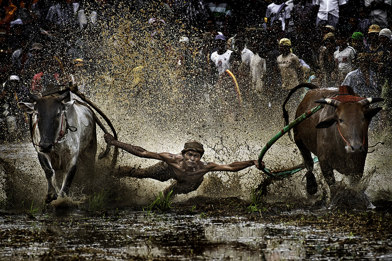 Cow racing in Indonesia. Photo: Hantoro Pudjoko