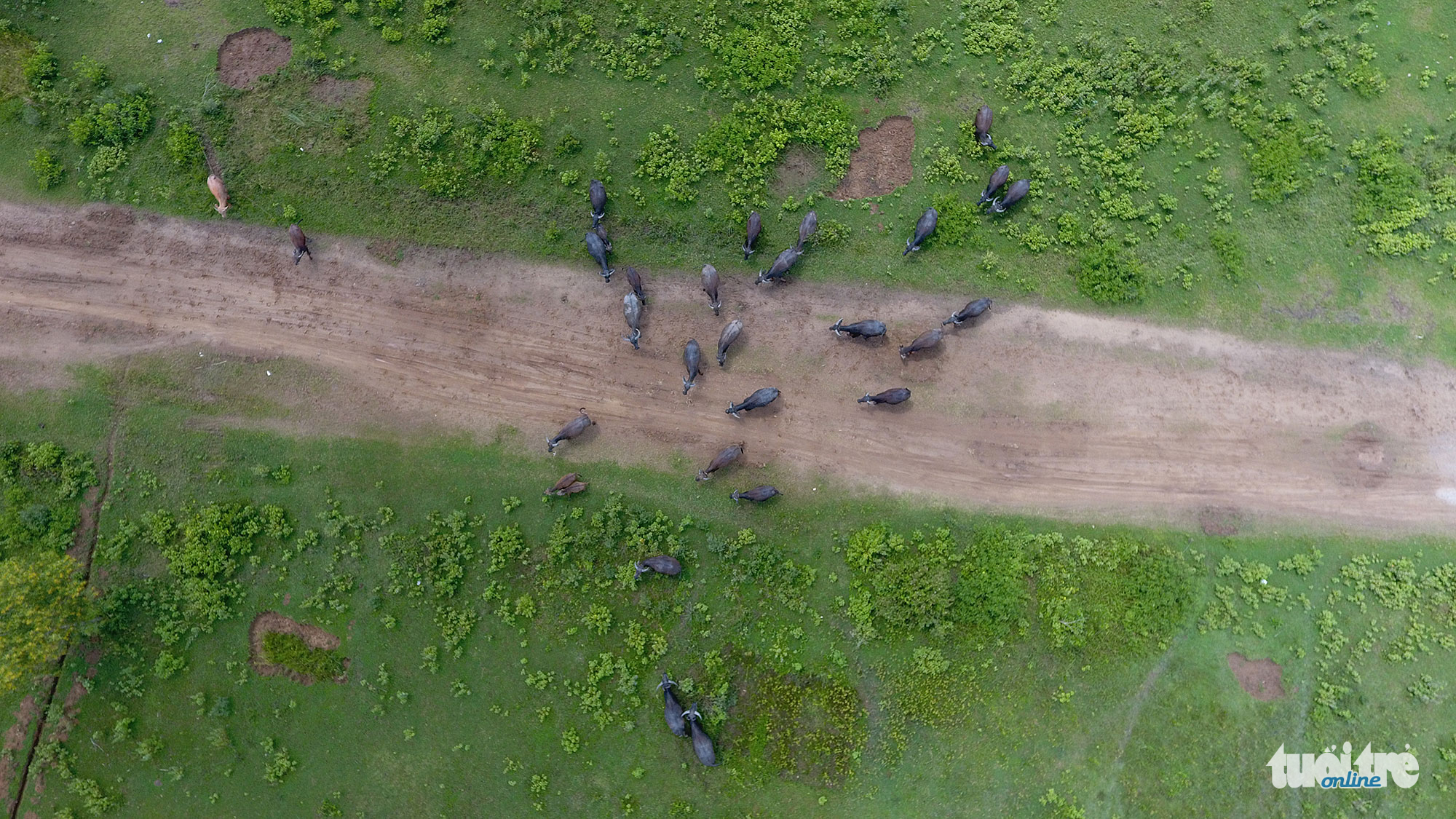 Cattle are seen feeding inside Happyland. Photo: Tuoi Tre