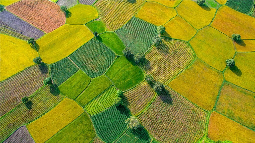 Spring fields in An Giang Province.