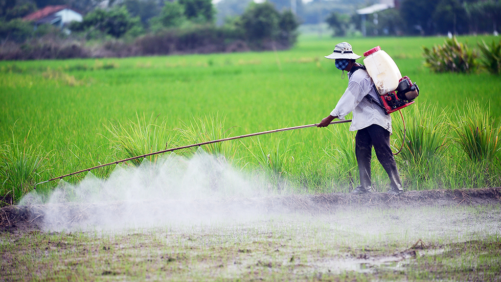 A farmer sprays pesticide on a paddy field in Binh Chanh District, Ho Chi Minh City. Photo: Tuoi Tre