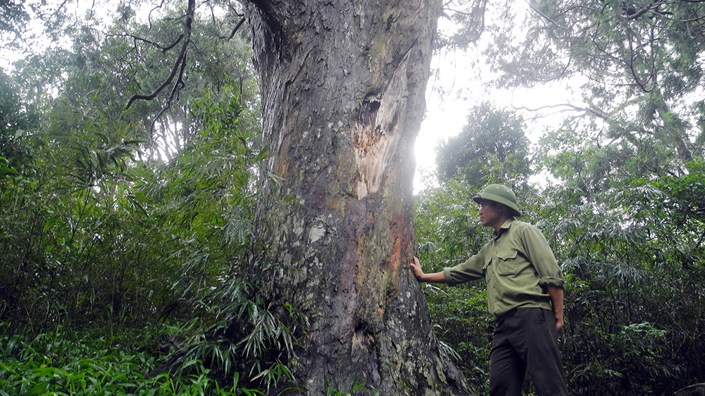 A 700-year-old coniferous tree in the Yen Tu National Forest in Quang Ninh Province. Photo: Tuoi Tre