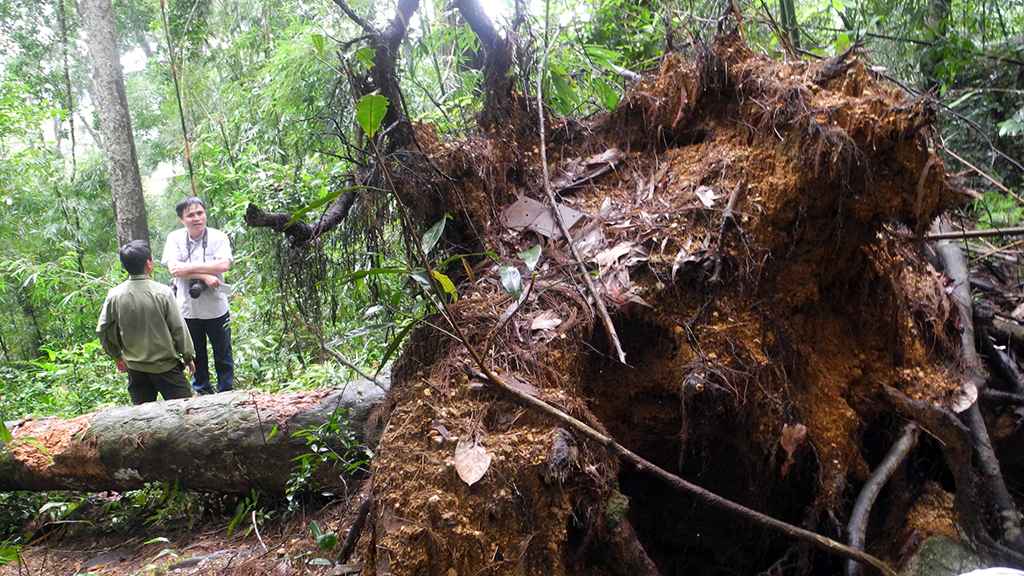 A coniferous tree is uprooted after a heavy storm. Photo: Tuoi Tre