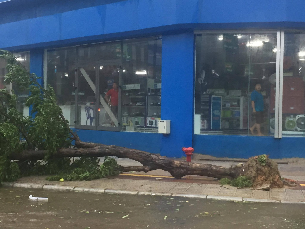 A tree is uprooted in Dong Hoi City.