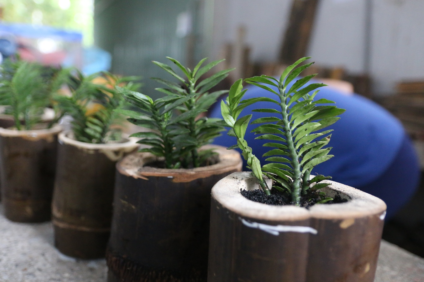 Spare bamboo is turned into vegetable pots. Photo: Tuoi Tre