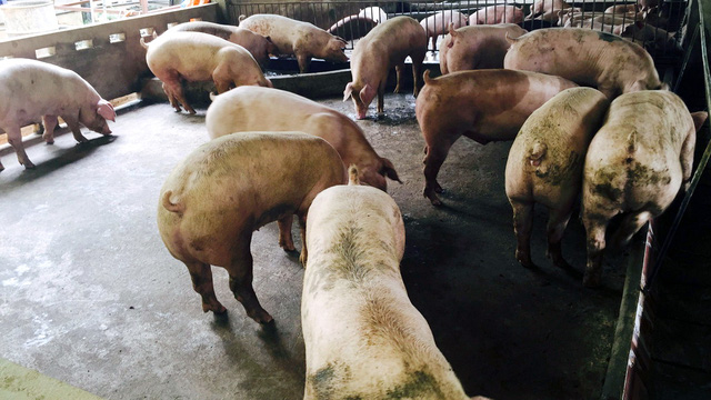 Pigs are raised at a breeding facility in Vietnam. Photo: Tuoi Tre