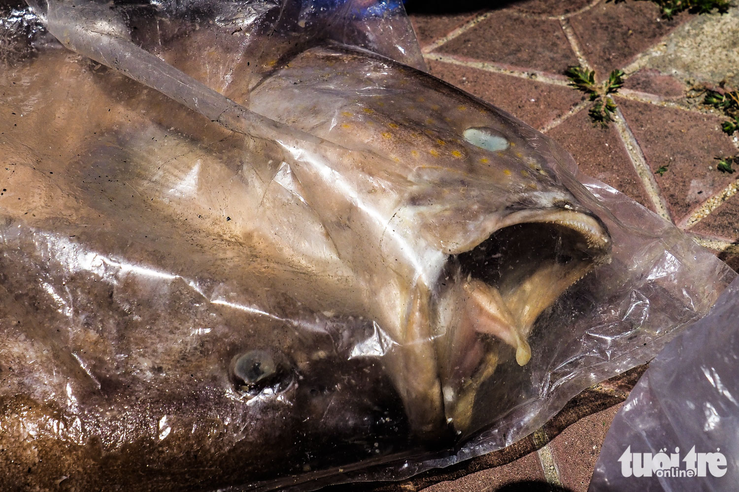 Unusable fish are kept inside thick plastic bags.