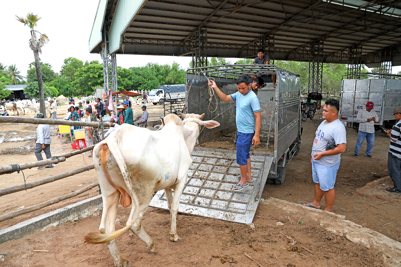 Vietnamese buyers lead a cow onto their truck.