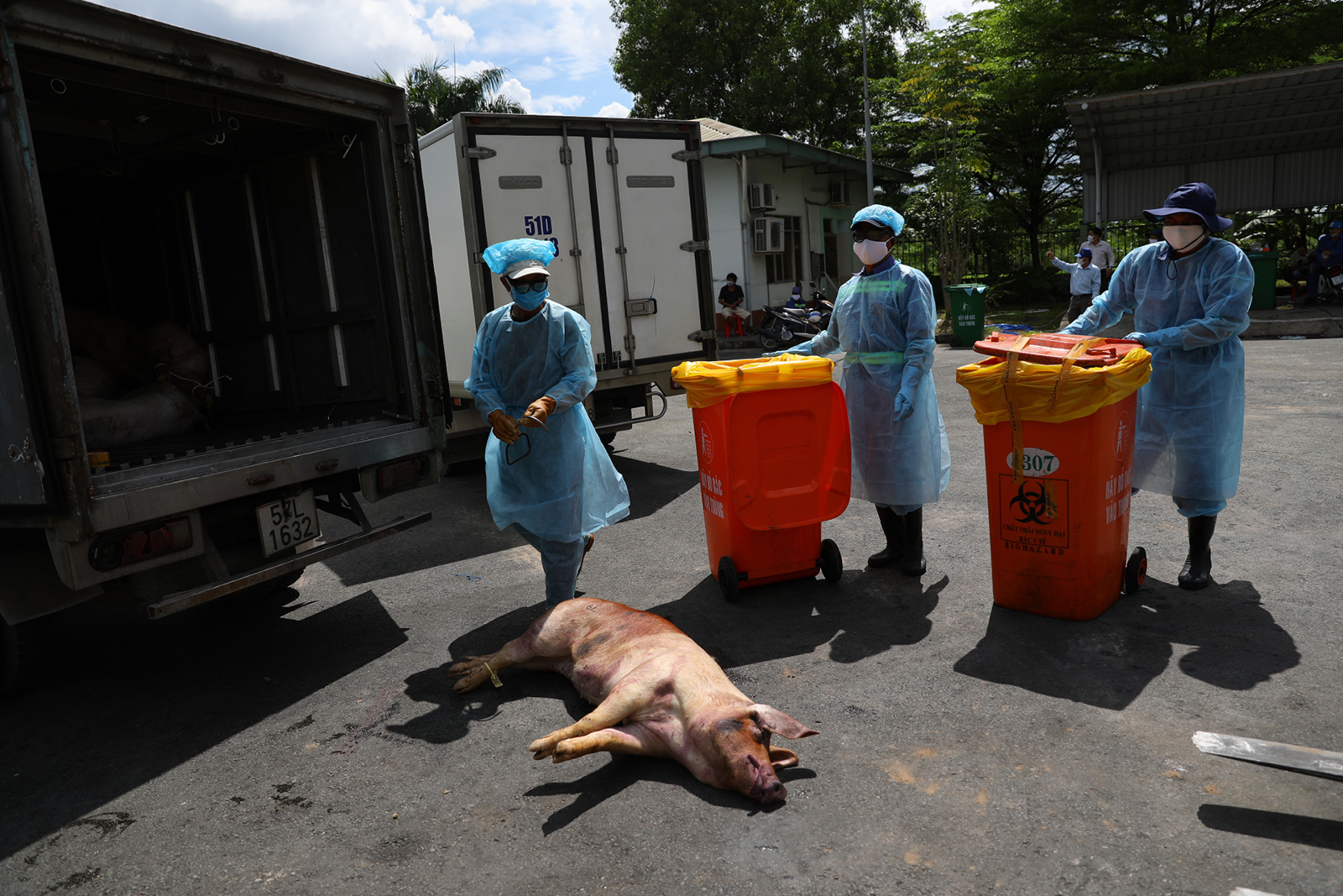 A pig is moved from a truck to the incinerator. Photo: Tuoi Tre