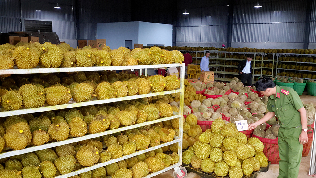 An officer examines the durians at the raided facility.