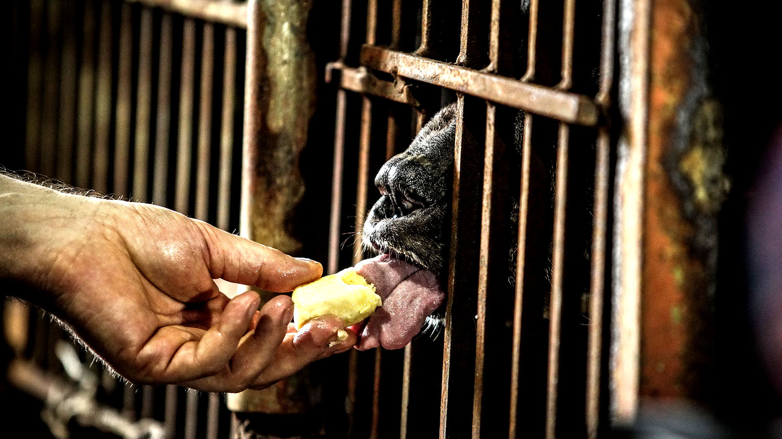 A captive moon bear is fed through the gaps of a cage. Photo: Tuoi Tre