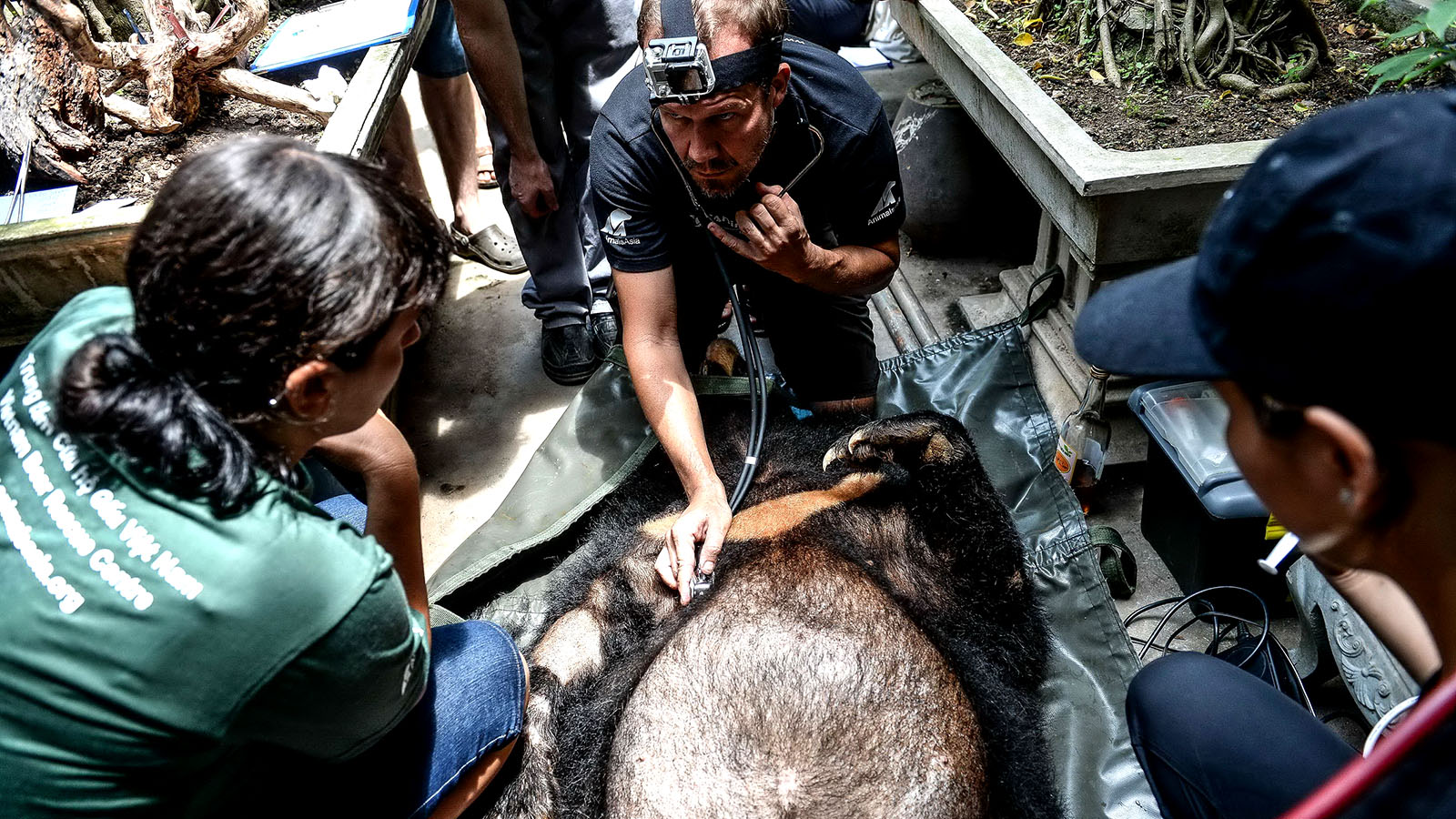 Veterinarians examine the condition of a bear after it is released from captivity. Photo: Tuoi Tre