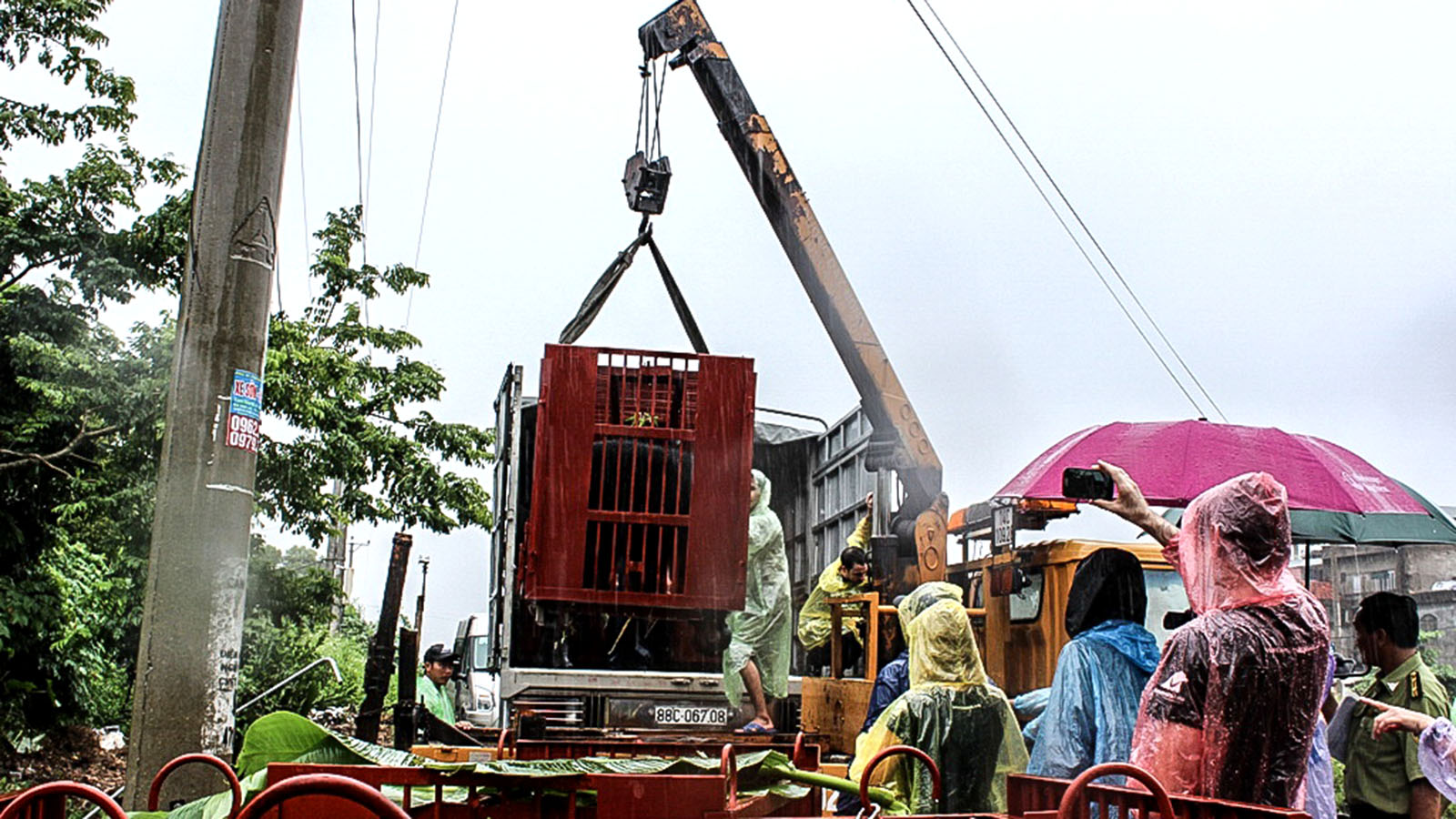 A rescued bear is loaded onto a truck to be transported to a sanctuary. Photo: Tuoi Tre