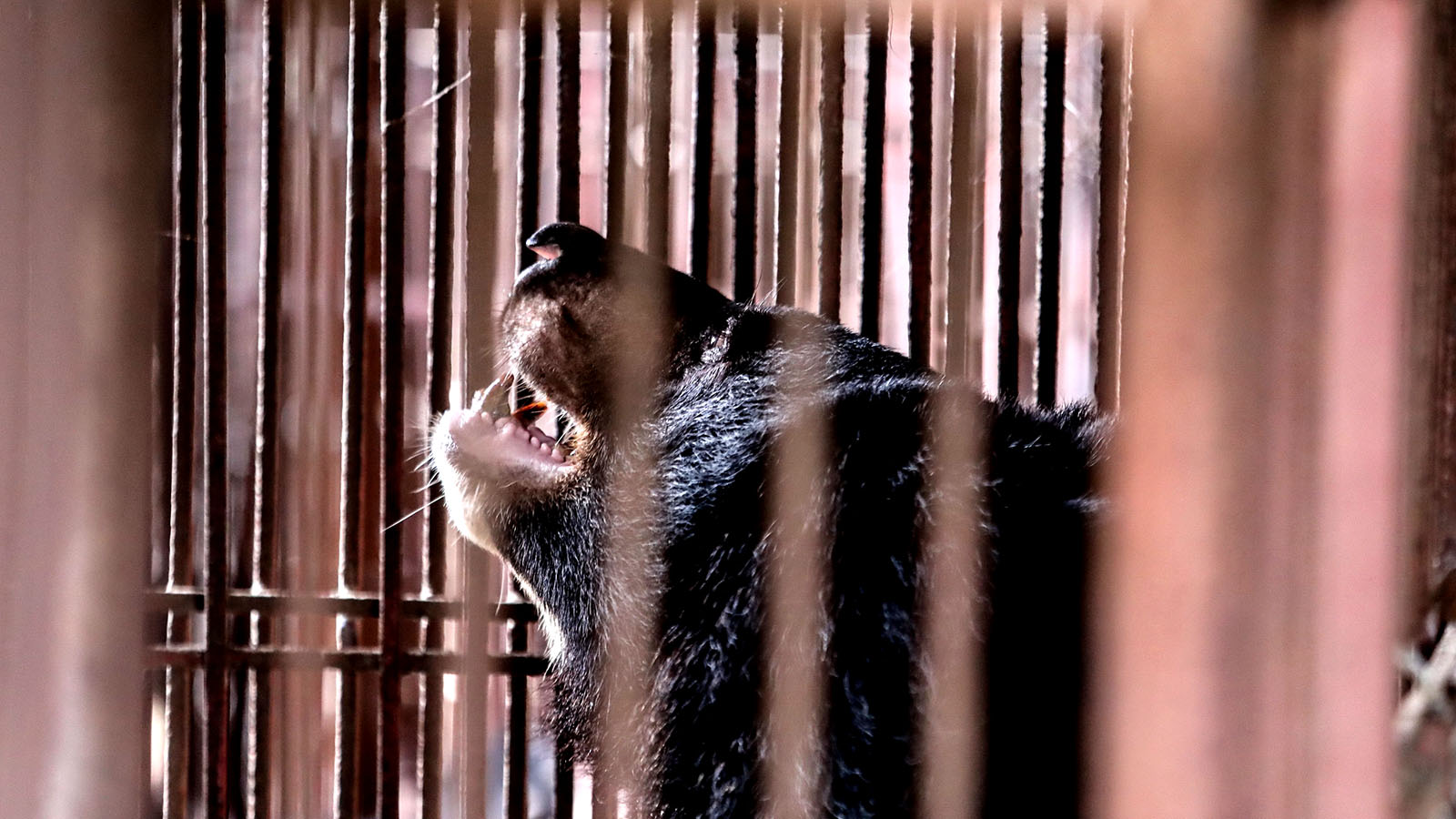 A moon bear is kept in a cage at a bile bear facility in Vietnam. Photo: Tuoi Tre