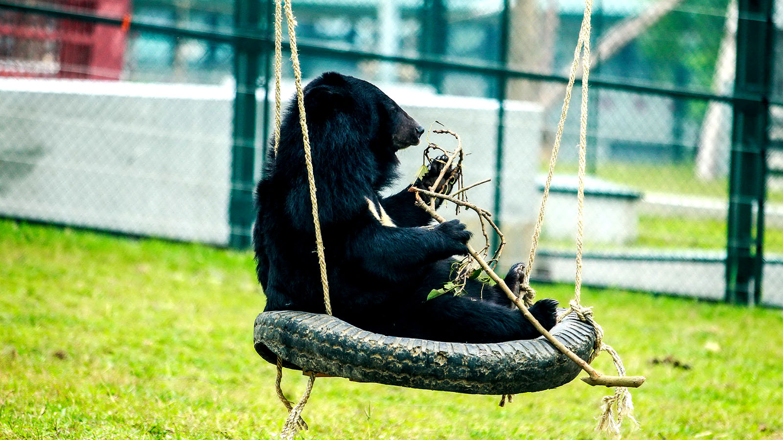 A bear plays with a swing at Tam Dao Bear Sanctuary in Vinh Phuc Province. Photo: Tuoi Tre