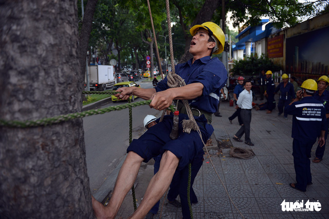 An employee climbs up a tree to trim its branches prior to its removal. Photo: Tuoi Tre