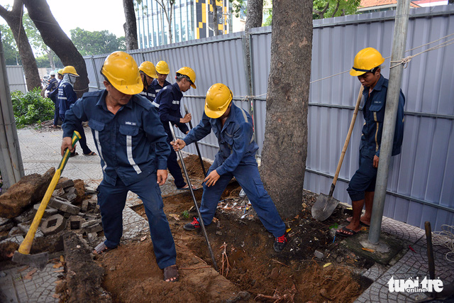 Healthy trees are relocated to Nong Lam (Agriculture and Forestry) University for further care. Photo: Tuoi Tre