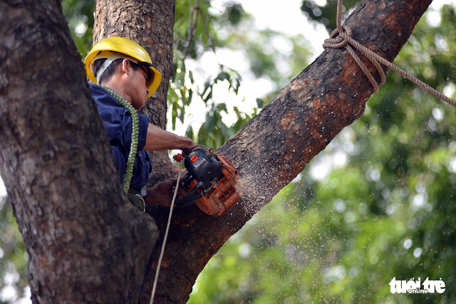 An employee saws the branch of a tree being cut down. Photo: Tuoi Tre