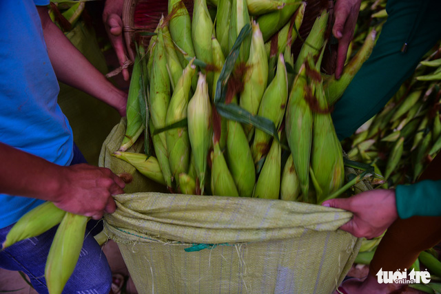 ‘Stick corn,’ which can be boiled, fried and grilled to make well-loved street food dishes to Ho Chi Minh City, is the market’s best-seller.