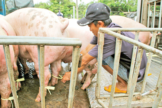 Pigs have tracking tags attached to their hind legs at a collection point in Dong Nai Province. Photo: Tuoi Tre