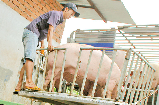 A pig is seen without tracking tags at a farm in Dong Nai Province. Photo: Tuoi Tre