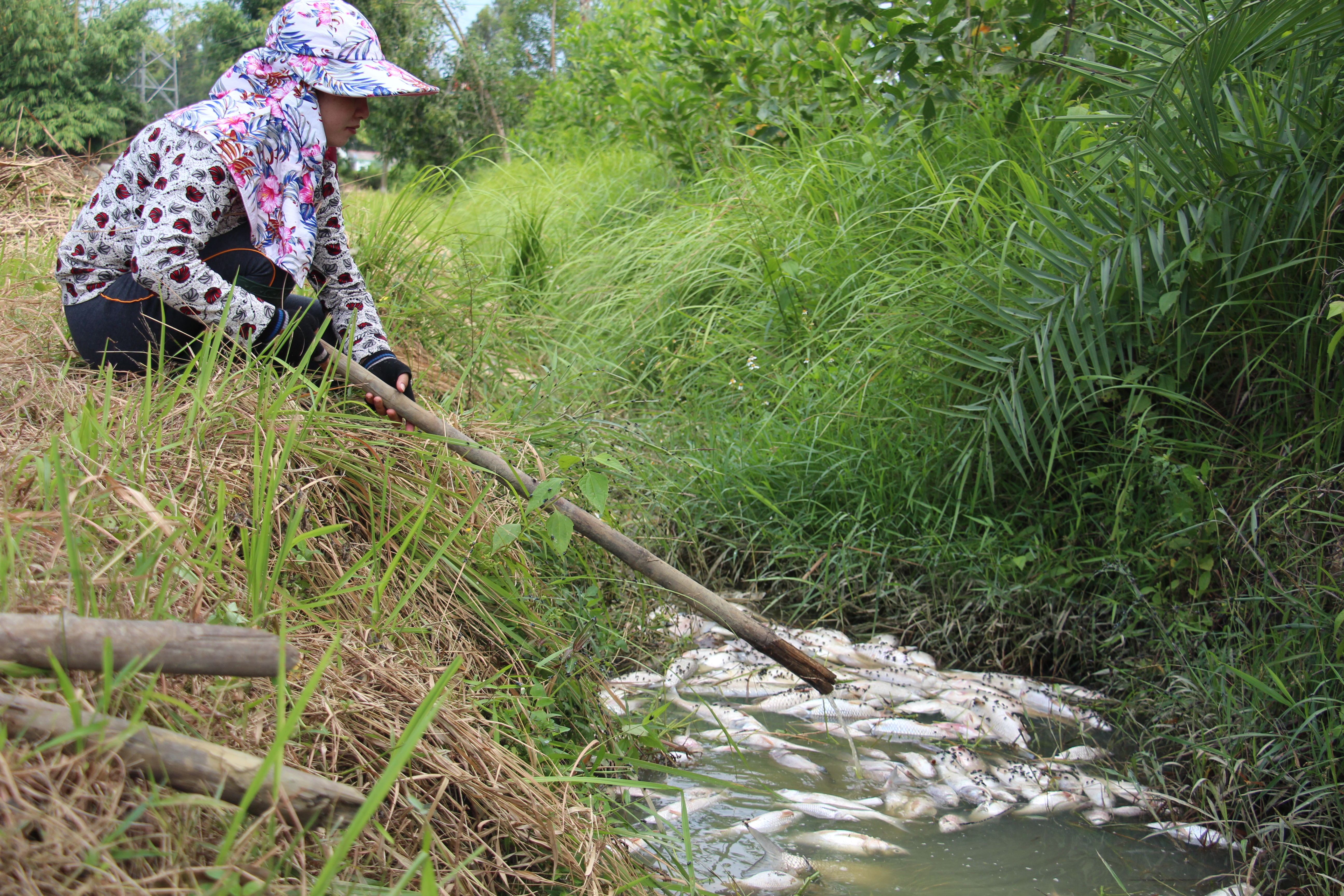 Residents salvage some dead fish. Photo: Tuoi Tre