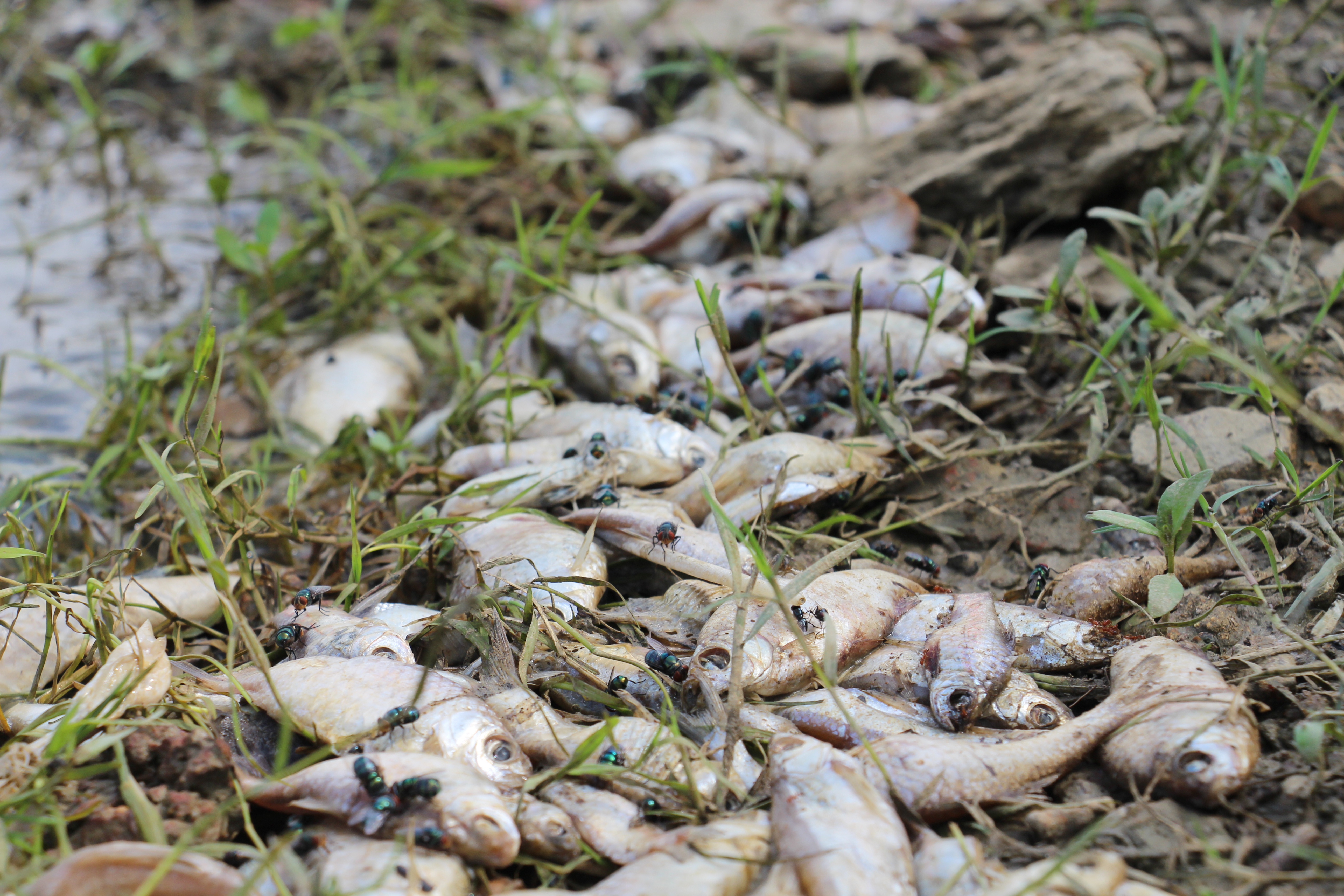 Dead fish wash onto the bank. Photo: Tuoi Tre