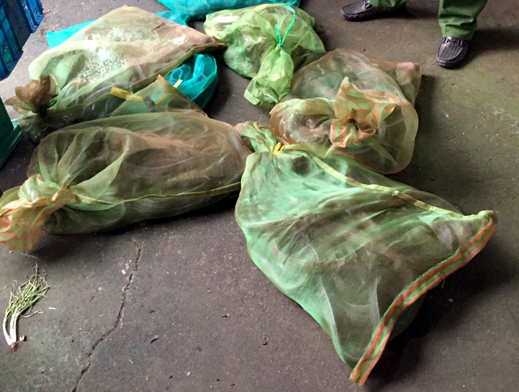 King cobras stored in bags. Photo: Tuoi Tre