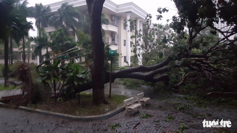 Trees were uprooted due to storm Damrey in Nha Trang