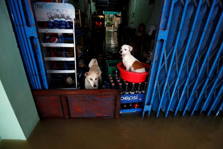 Dogs stand on a flooded drink shop in Hue city. Photo: Reuters