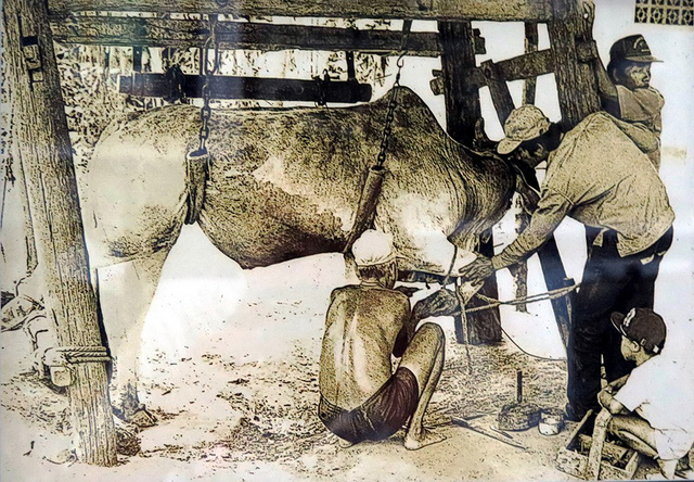 Cow hoof trimming in Ba Diem, 1985. Photo: Tuoi Tre