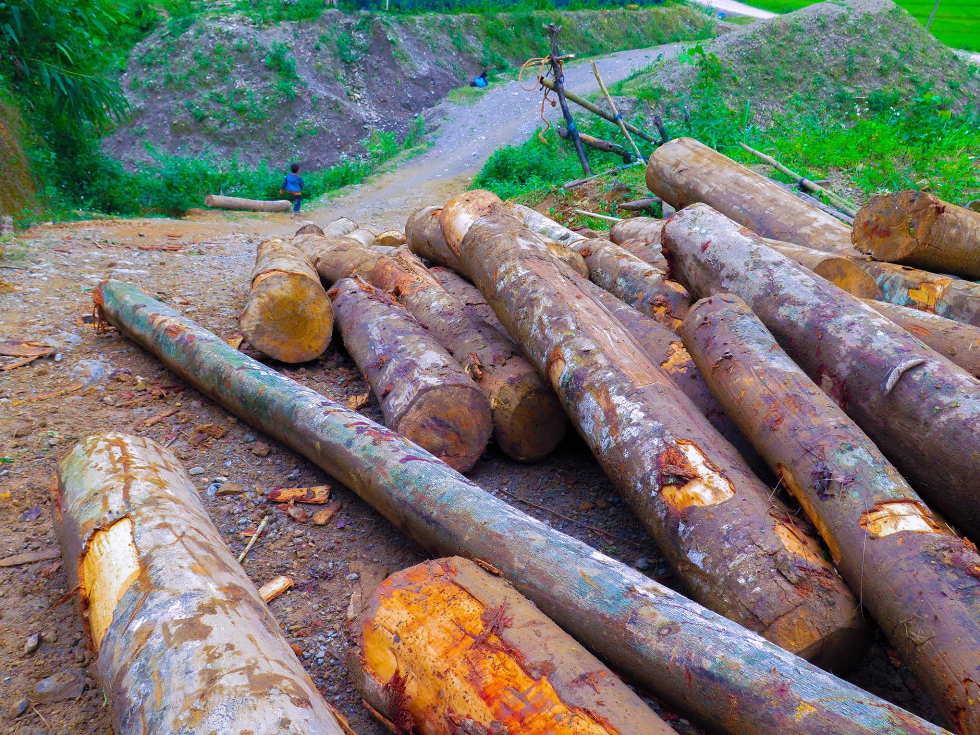Timber looted from a protection forest is gathered in Nam Tha Commune.