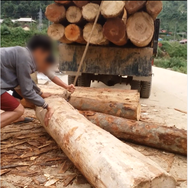 Timber is loaded onto a truck at the gathering spot near the Nam Tha Stream.