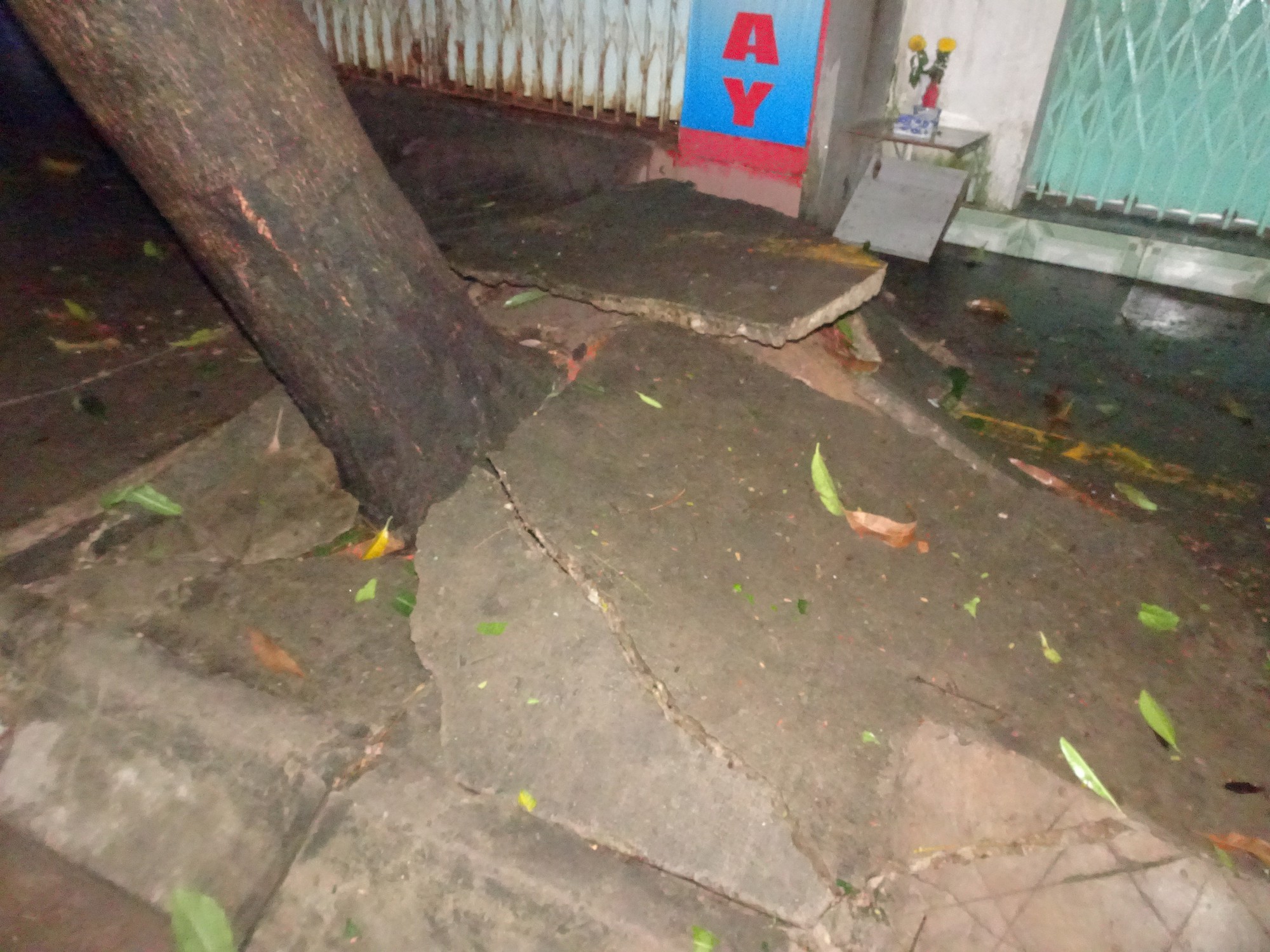 A tree is uprooted by fierce winds. Photo: Tuoi Tre