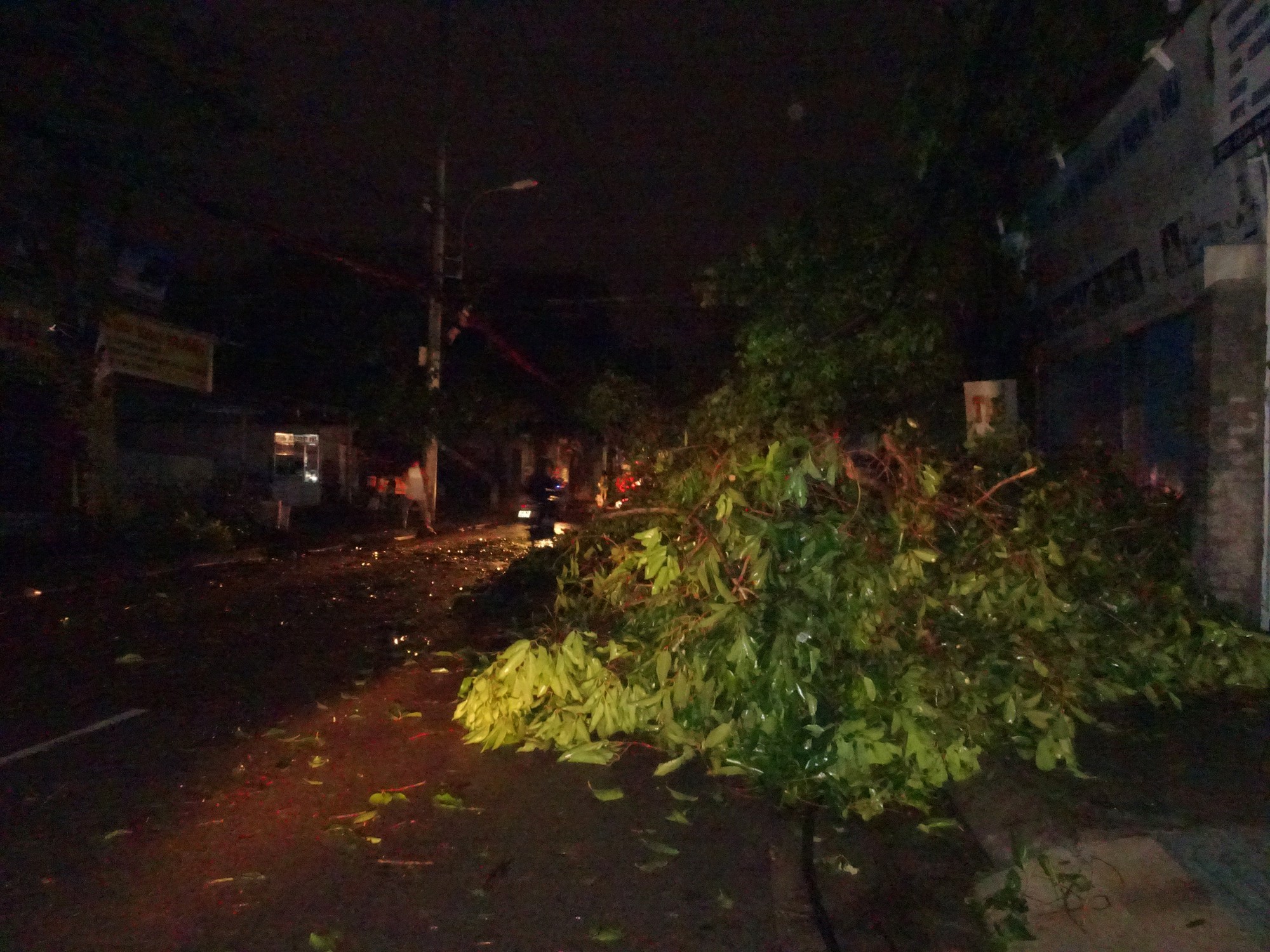 Trees are uprooted by fierce winds. Photo: Tuoi Tre