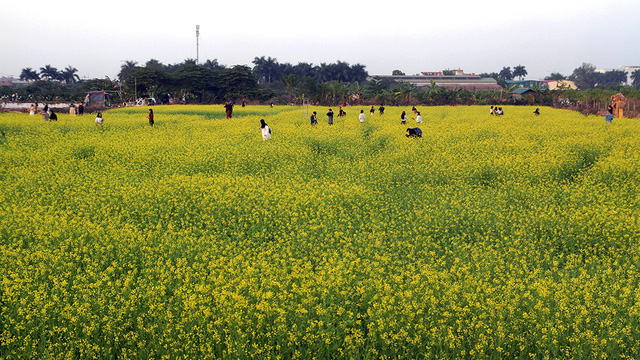 Many people visit the field.