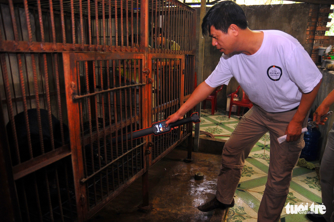 A man checks a bear using a microchip scanner from outside the cage.