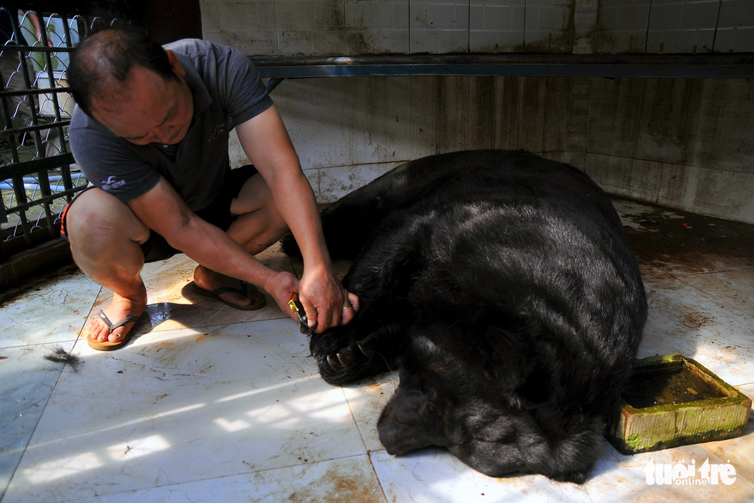 A man takes care of his bear by cutting its toenail while it is anesthetized.