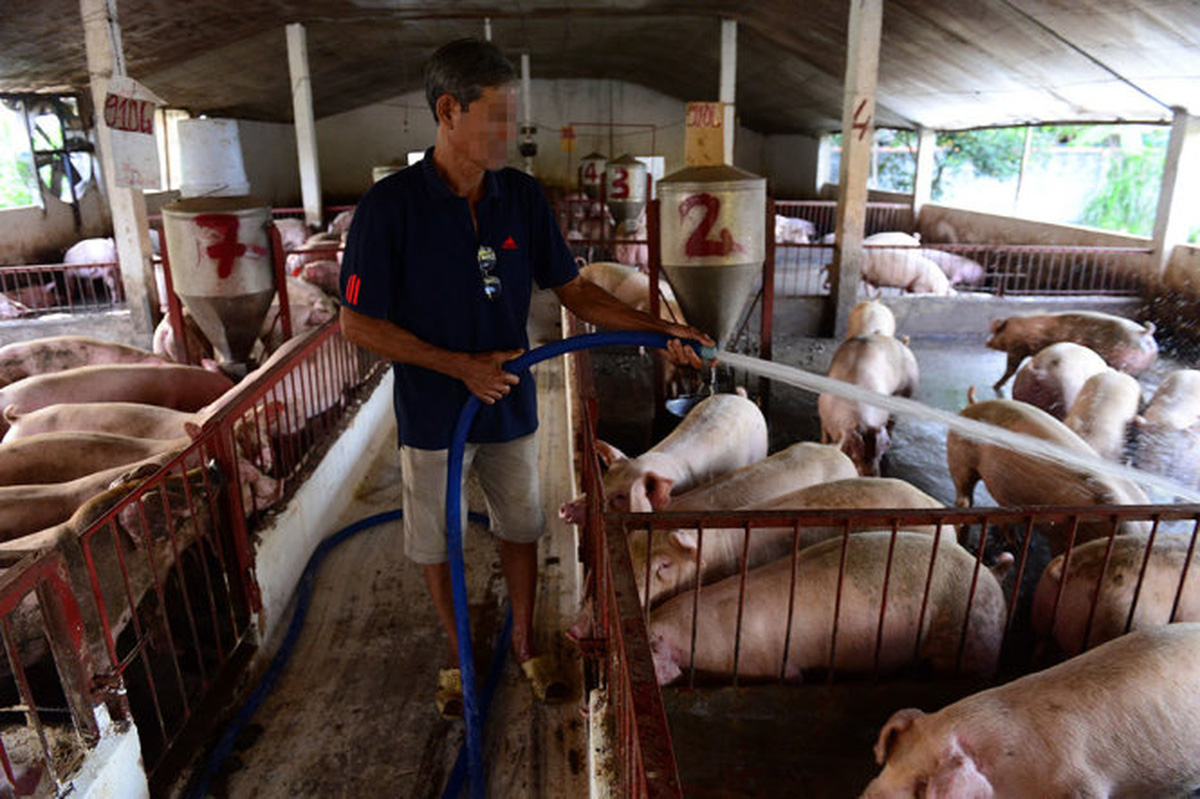 A man washes his pigs at a farm in Dong Nai, southern Vietnam. Photo: Tuoi Tre