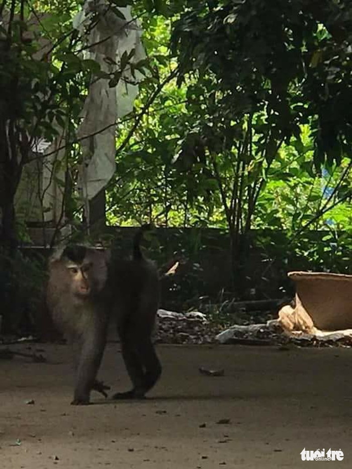 The pig-tailed macaque spotted in Quon Long Commune, Cho Gao District, Tien Giang Province. Photo: Tuoi Tre
