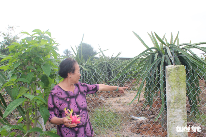 Local Nguyen Thi Hau points at her family’s dragon fruit farm that has been destroyed by the monkey. Photo: Tuoi Tre