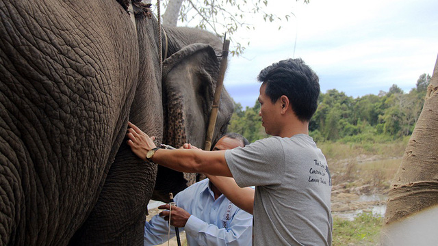 Workers at the Dak Lak Elephant Conservation Center implant a microchip into an elephant. Photo: Tuoi Tre