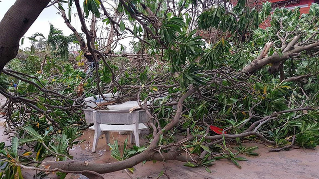 Trees are uprooted in Truong Sa.  Photo: Tuoi Tre