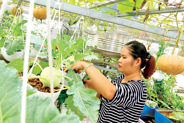 Bui Thi Thuong, a resident in Binh Tan District, Ho Chi Minh City, tends to her clean veggies and has germinated a wide variety of seedlings for this Tet harvest. Photo: Tuoi Tre