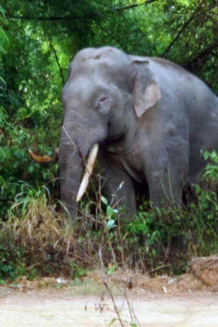 This elephant is believed to be the leader of the herd. Photo: Tuoi Tre