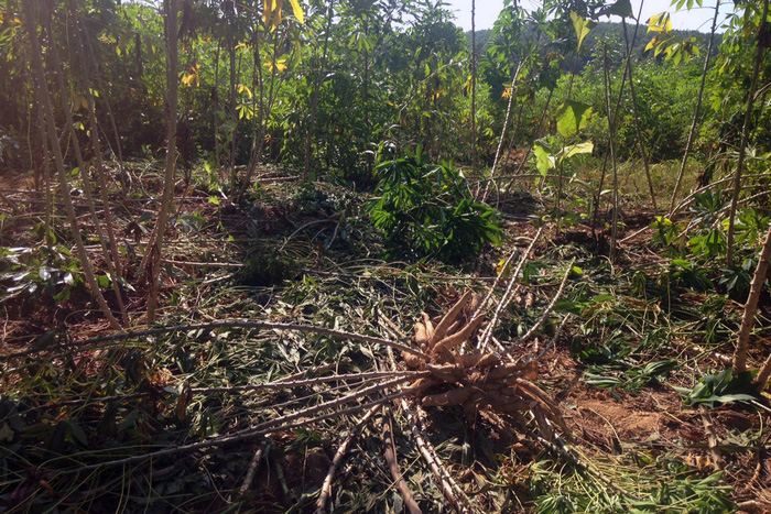 A cassava farm is damaged by wild elephants in Thanh Son Commune, Dong Nai Province. Photo: Tuoi Tre