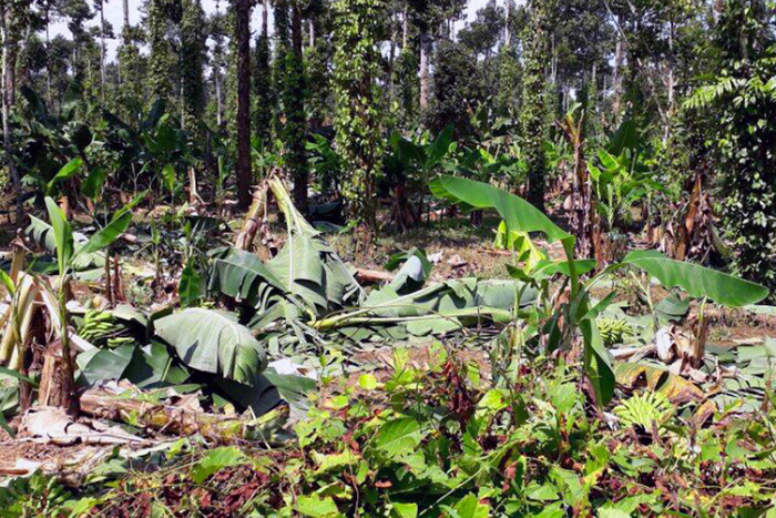 A banana garden is ravaged by the elephants. Photo: Tuoi Tre