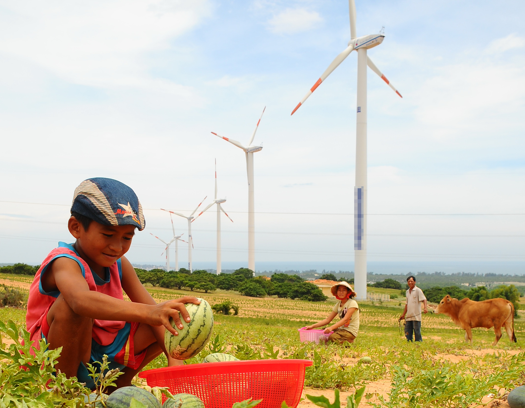 A family harvests watermelon near a wind farm in Binh Thuan Province in south-central Vietnam. Photo: Tuoi Tre