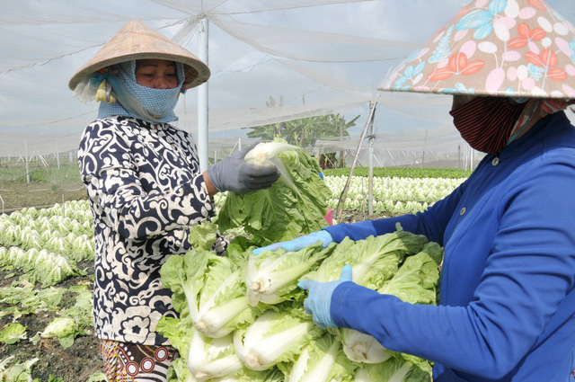Farmers are seen at a clean vegetable farm in Tien Giang Province, southern Vietnam. Photo: Tuoi Tre