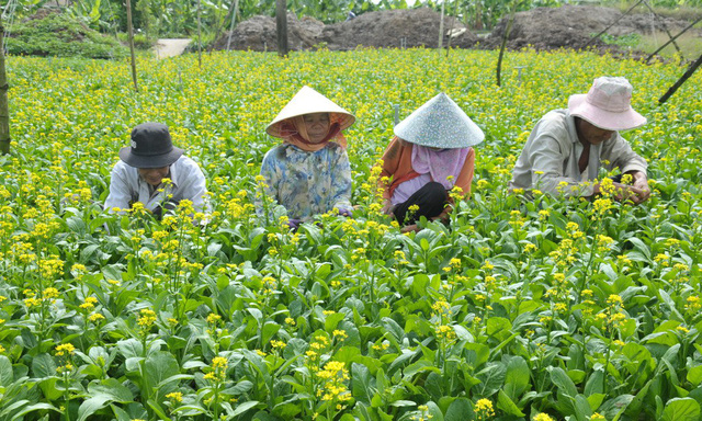 Farmers are seen at a clean vegetable farm in Tien Giang Province, southern Vietnam. Photo: Tuoi Tre